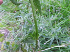 Epilobium obscurum