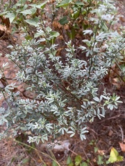 Acmispon dendroideus dendroideus