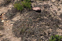 Indigofera sp12