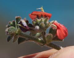 Indigofera sp12