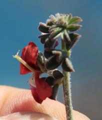 Indigofera sp12