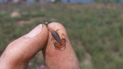 Pseudolychas ochraceus