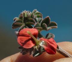 Indigofera sp12