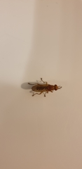 Diptera