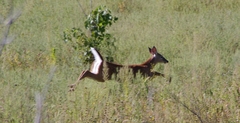 Odocoileus virginianus macrourus