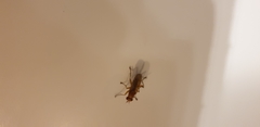 Diptera