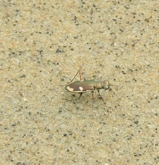 Hypaetha biramosa