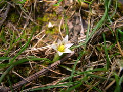 Romulea columnae