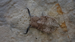 Bubopsis agrionoides