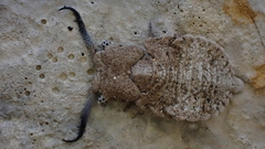 Bubopsis agrionoides