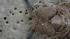 Bubopsis agrionoides