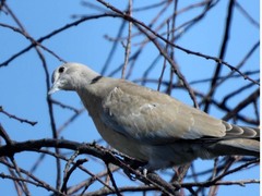 Streptopelia decaocto