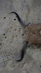 Bubopsis agrionoides