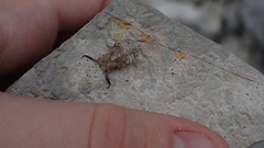 Bubopsis agrionoides