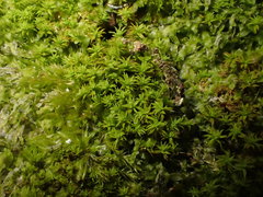 Zygodon viridissimus