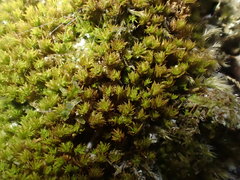 Zygodon viridissimus