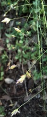 Eragrostis trichodes