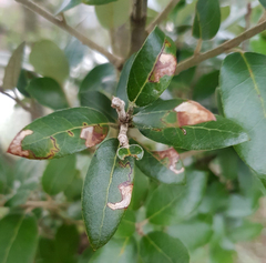 Phyllonorycter messaniella