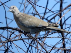 Streptopelia decaocto
