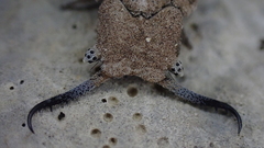 Bubopsis agrionoides