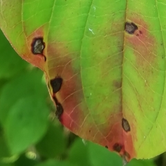 Sphaerulina cornicola