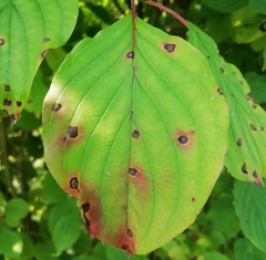 Sphaerulina cornicola