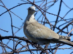 Streptopelia decaocto