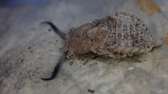 Bubopsis agrionoides