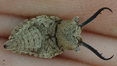 Bubopsis agrionoides