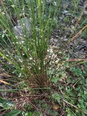 Eragrostis trichodes