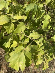 Acer negundo californicum