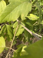 Acer negundo californicum