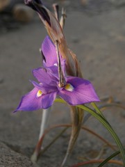 Moraea sisyrinchium