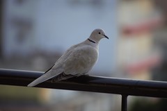 Streptopelia decaocto