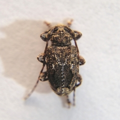 Plistonax difficilis