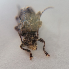 Plistonax difficilis