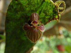 Pleurothallis troglodytes