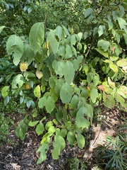 Styrax grandifolius