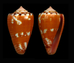 Conus abrolhosensis