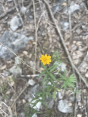Wedelia acapulcensis