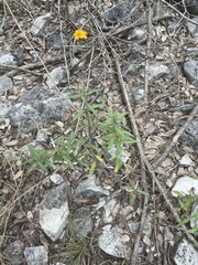 Wedelia acapulcensis