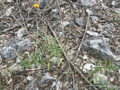 Wedelia acapulcensis