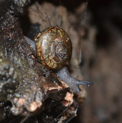 Helminthoglypta phlyctaena