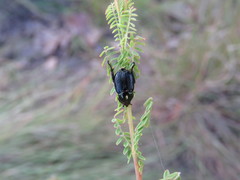 Callirhinus metallescens
