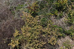 Drosanthemum parvifolium