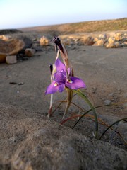 Moraea sisyrinchium