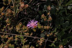 Drosanthemum parvifolium