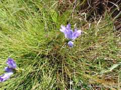 Wahlenbergia fasciculata