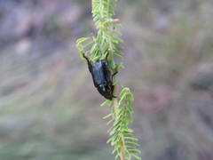 Callirhinus metallescens
