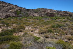 Drosanthemum parvifolium